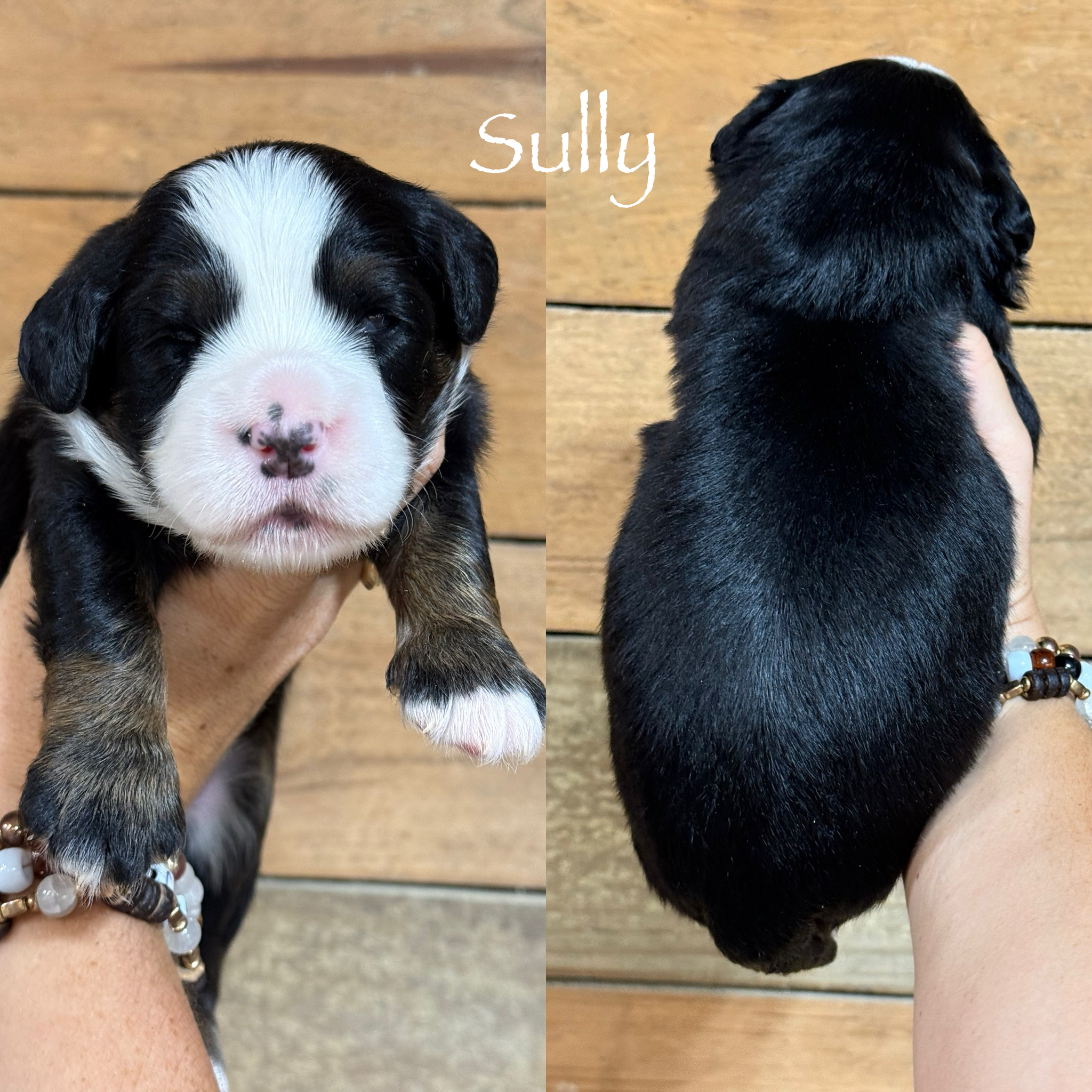 Sully  1